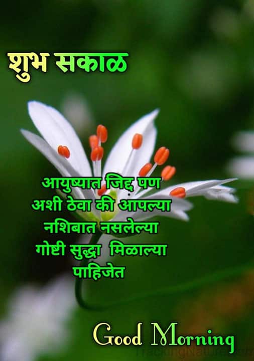 good-morning-shayari-in-marathi-78