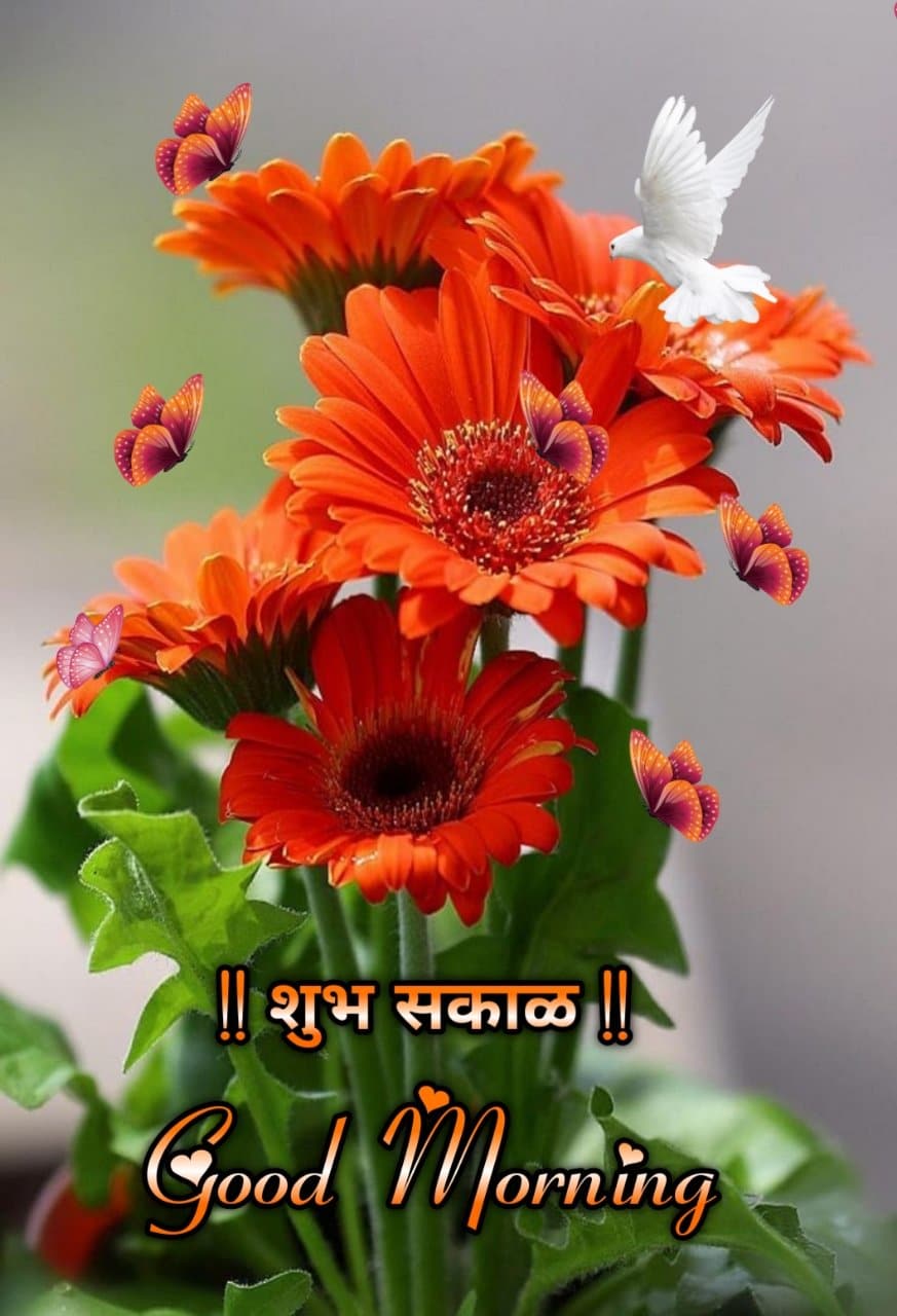 Good Morning Shubh Sakal Flower Images