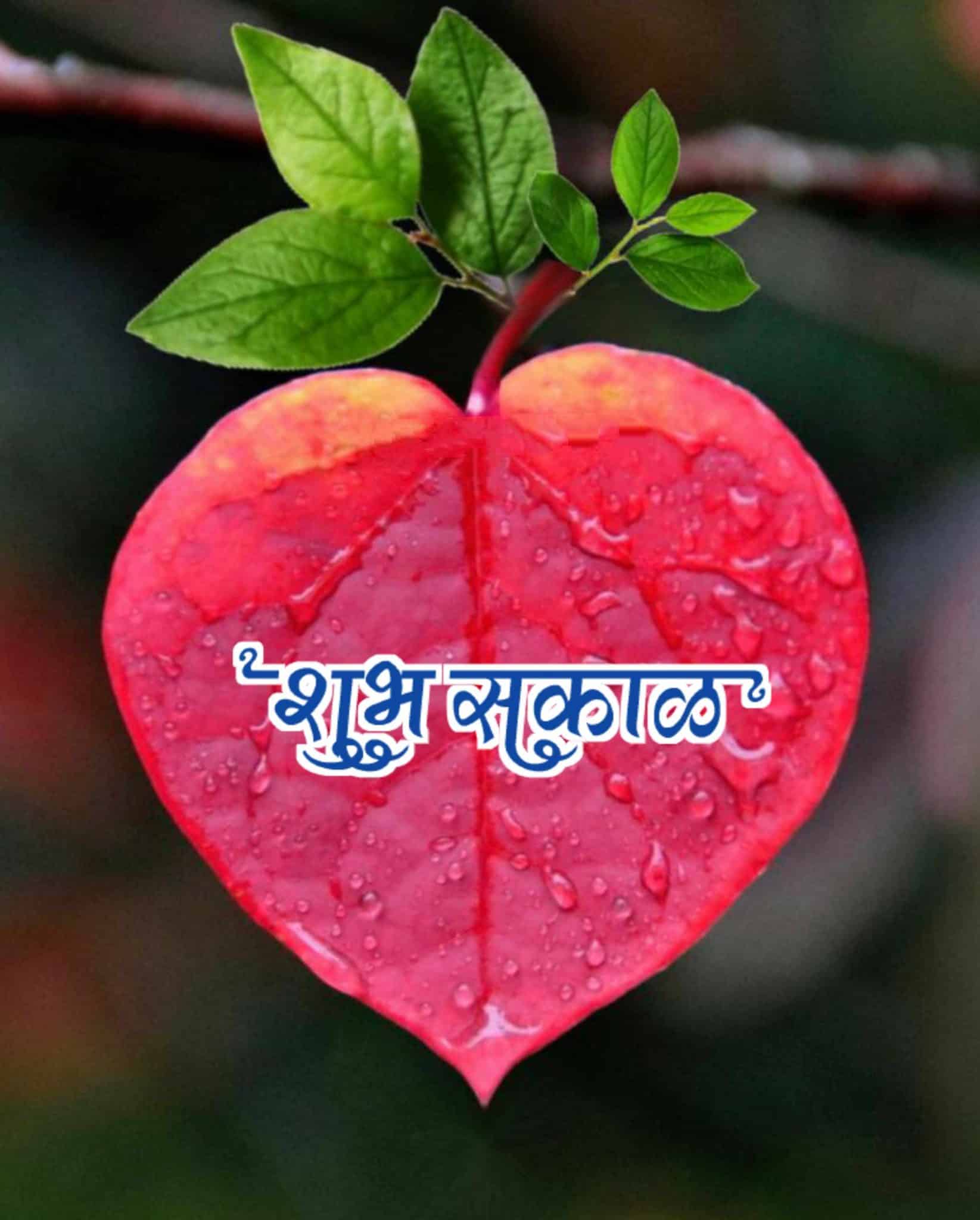 Shubh Prabhat Flower