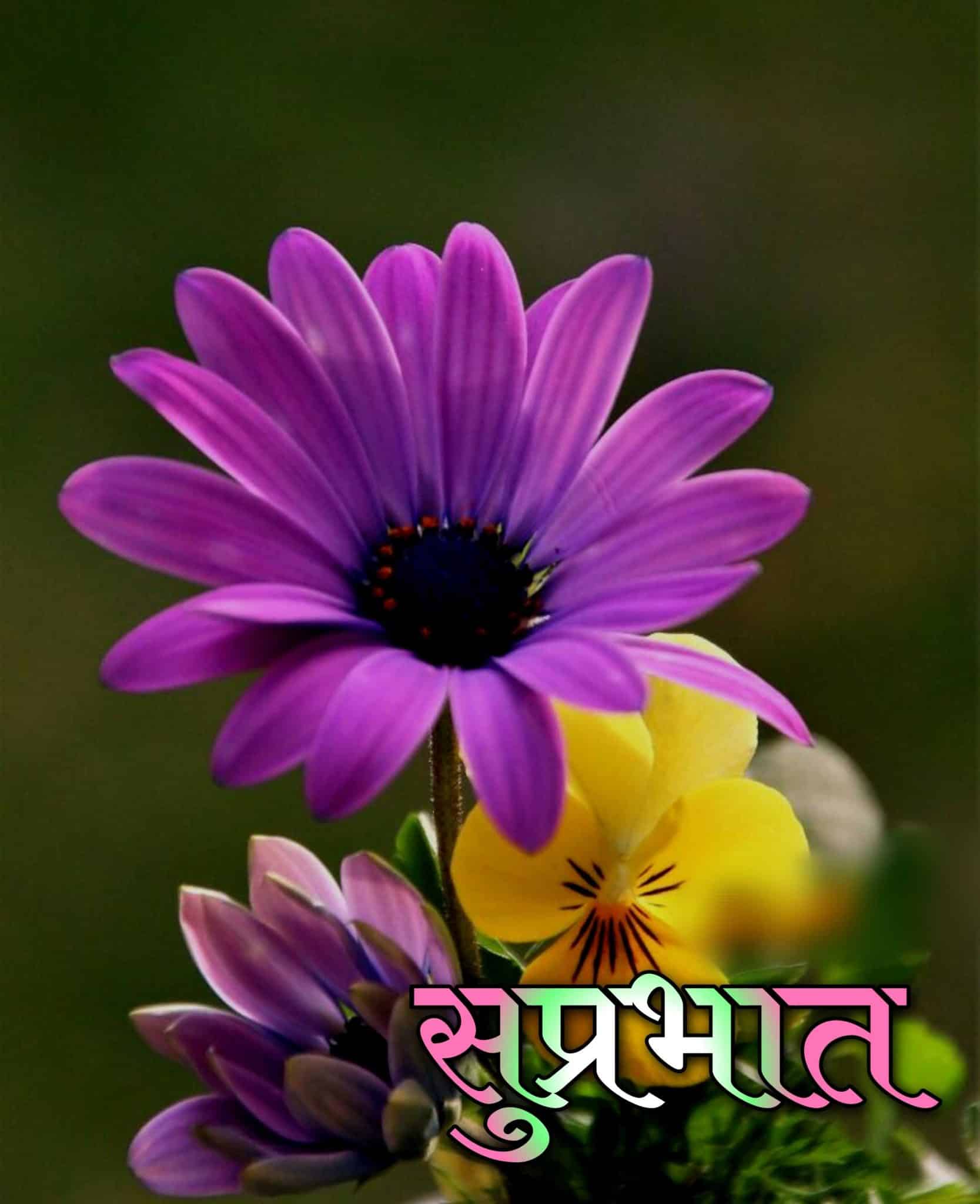 suprabhat flowers images