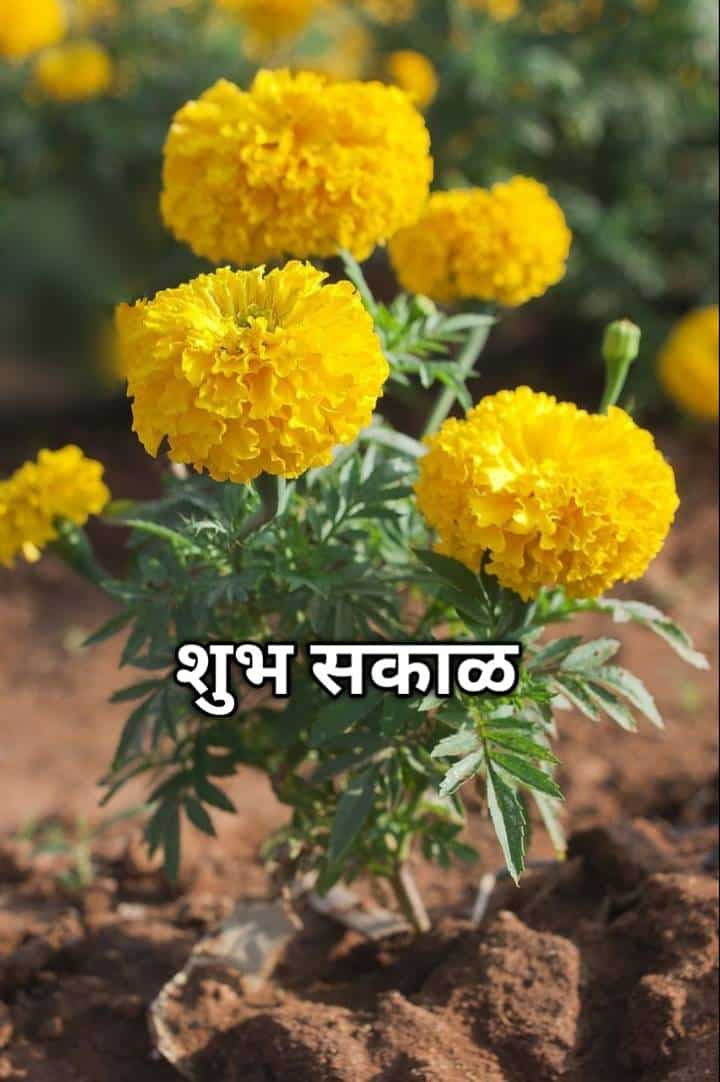 Shubh Sakal Flower Images