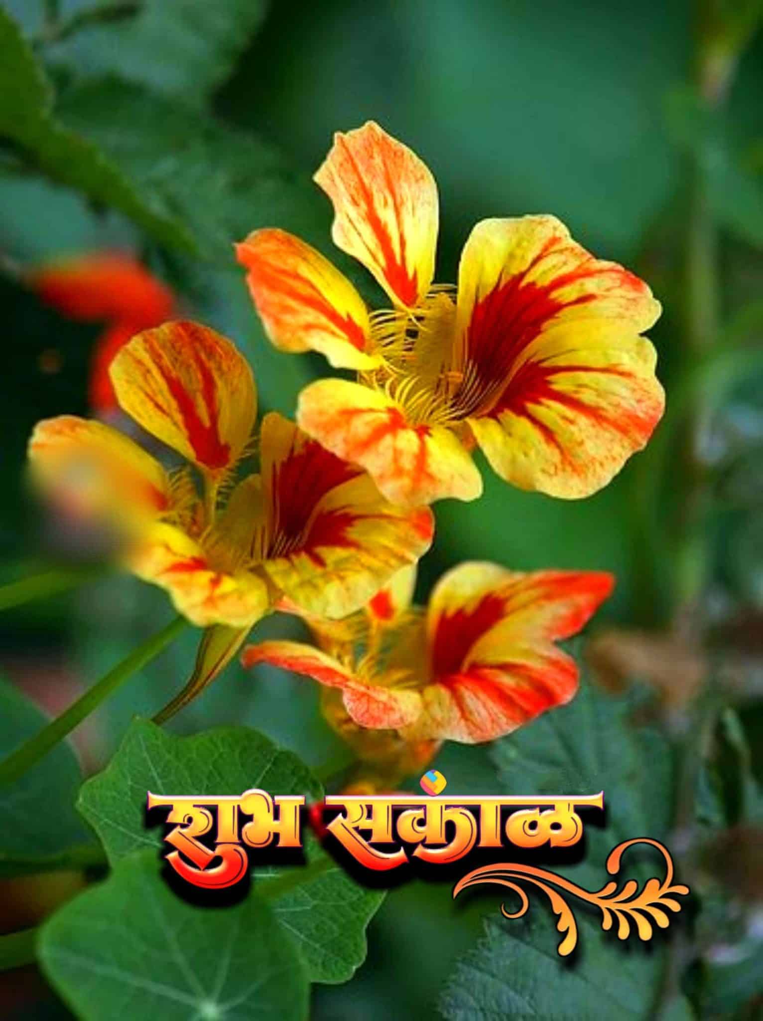 Shubh Sakal Flower Images