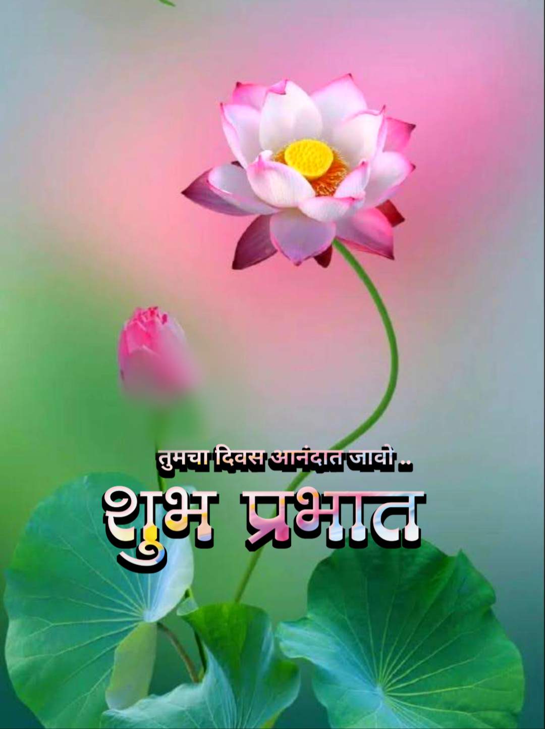 flowers शुभ सकाळ