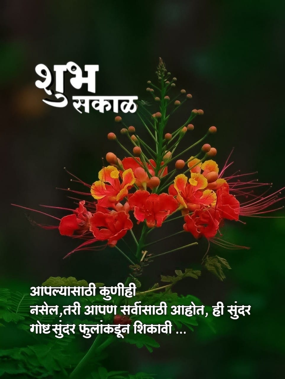 Good Morning Flowers Quotes Marathi