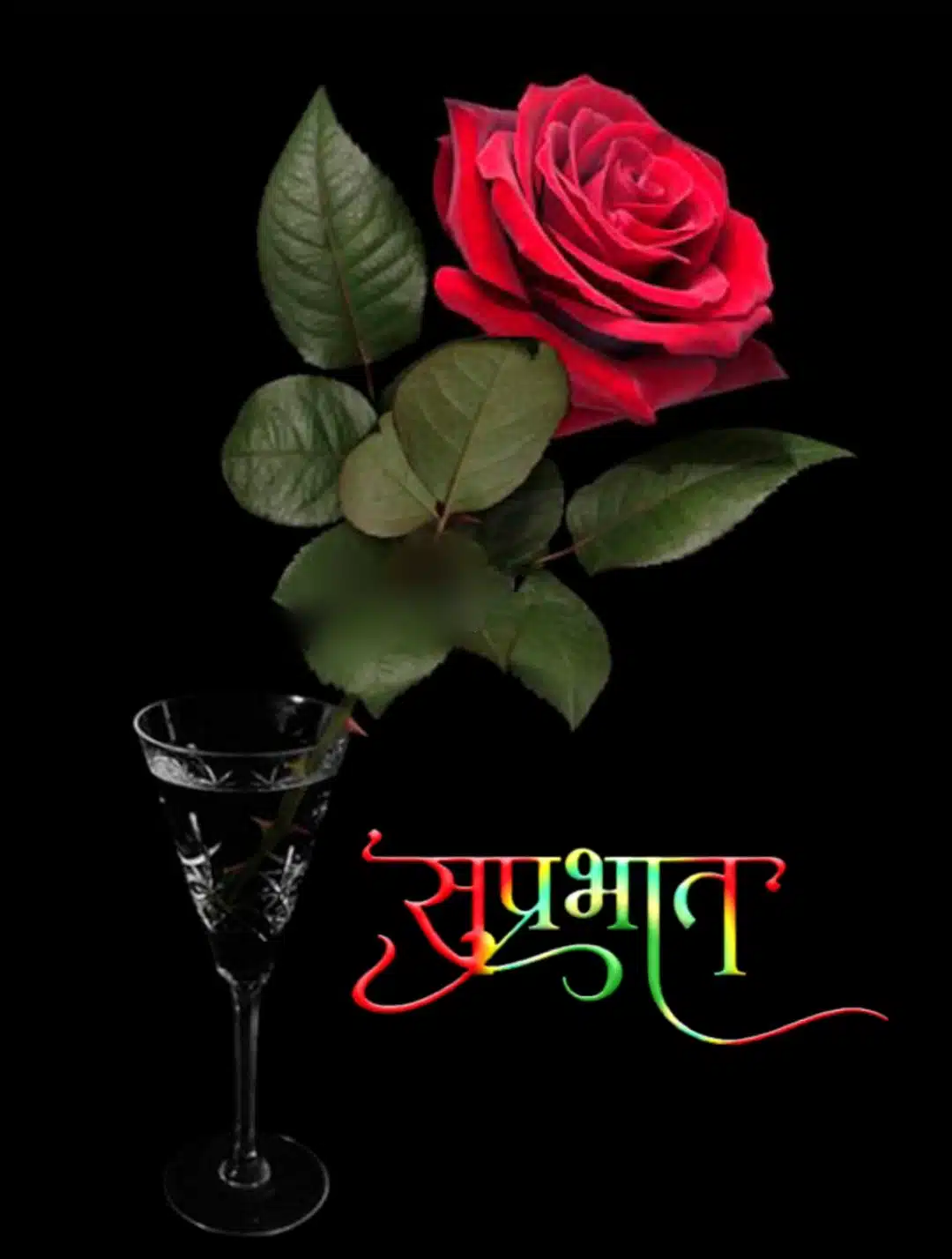rose suprabhat flowers