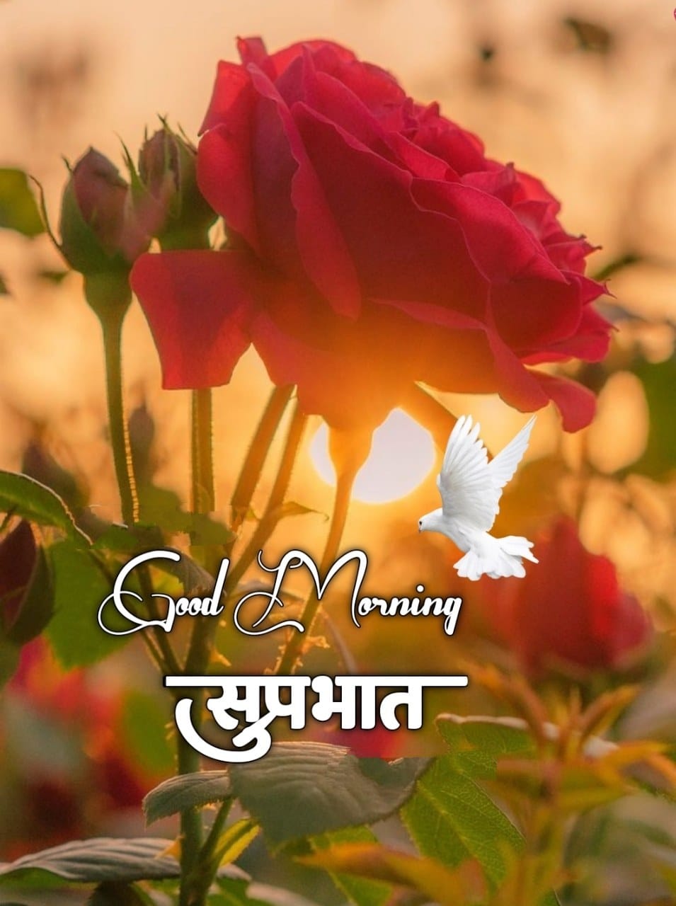 Good Morning Shubh Sakal Flower Images