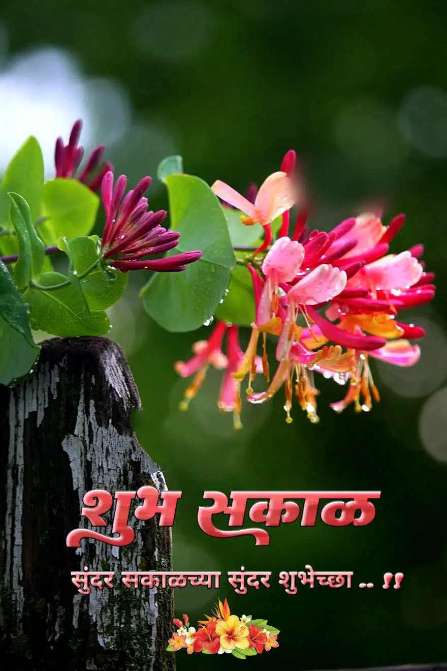 Flower Shubh Sakal Images In Marathi
