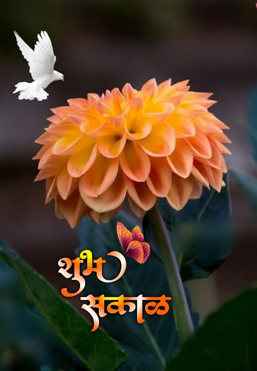 shubh sakal flower images hd