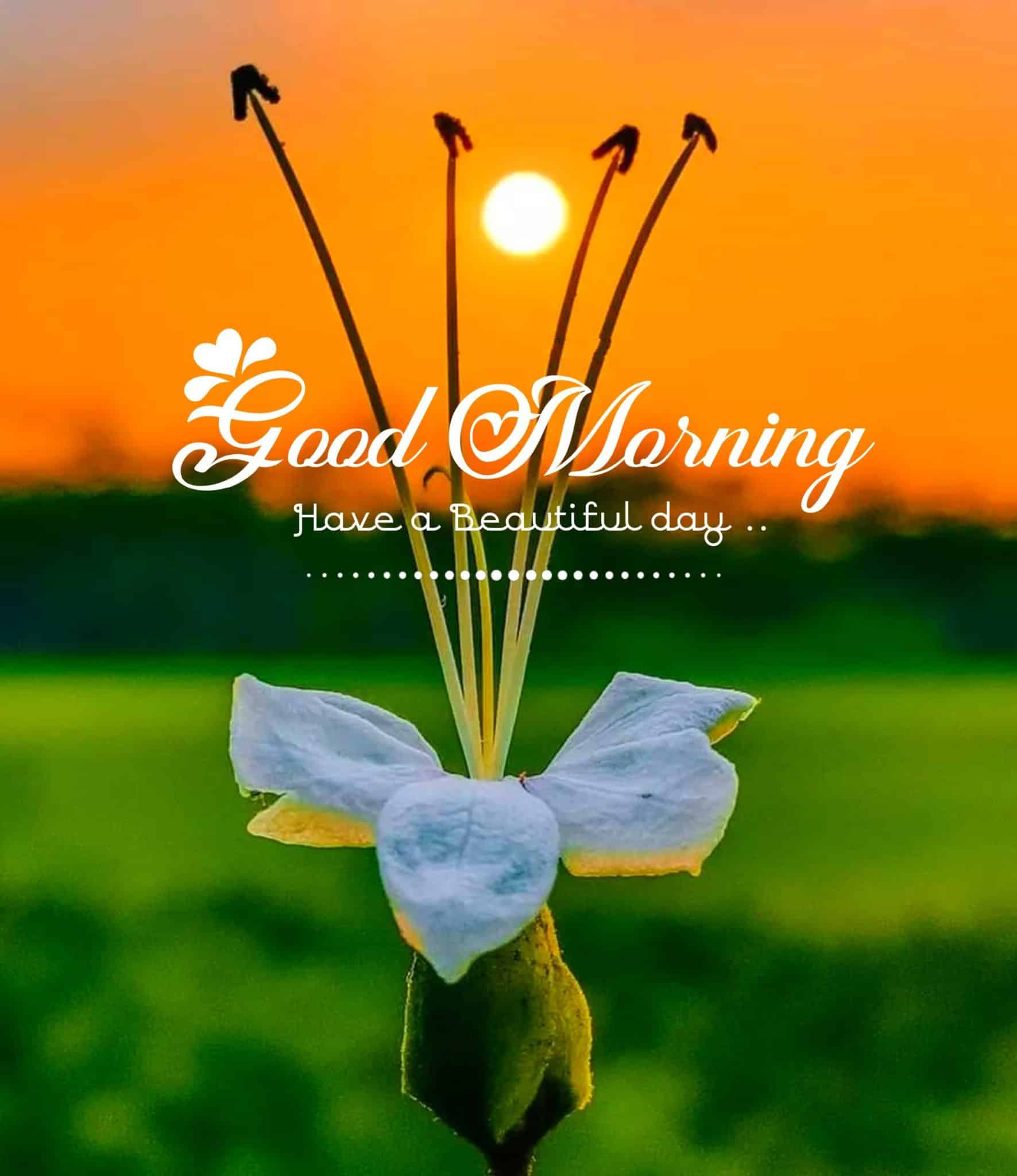 Good Morning Flowers Marathi