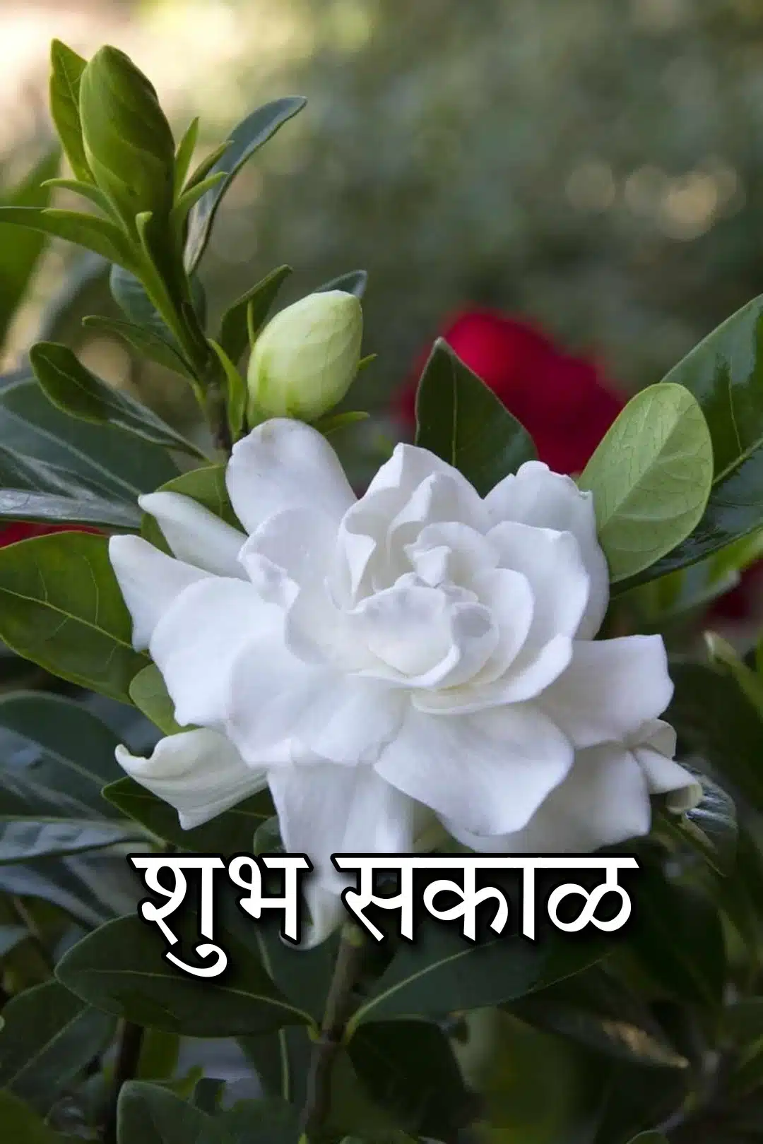 Shubh Sakal Flower