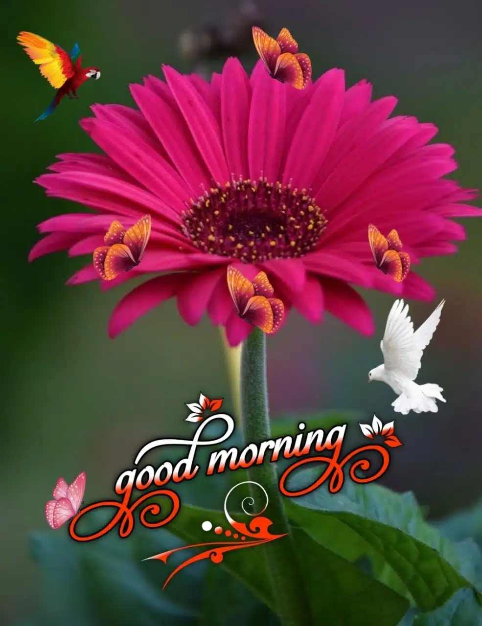 Good Morning Flowers Marathi