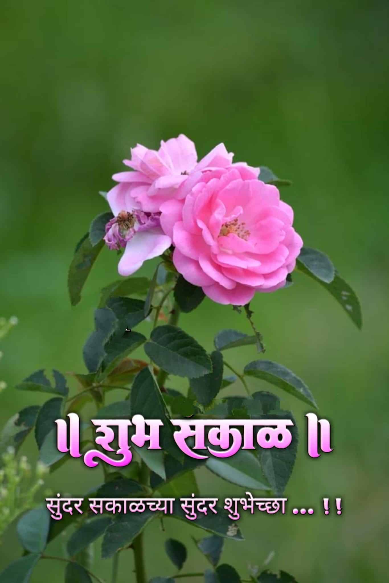 Shubh Sakal Flower Images