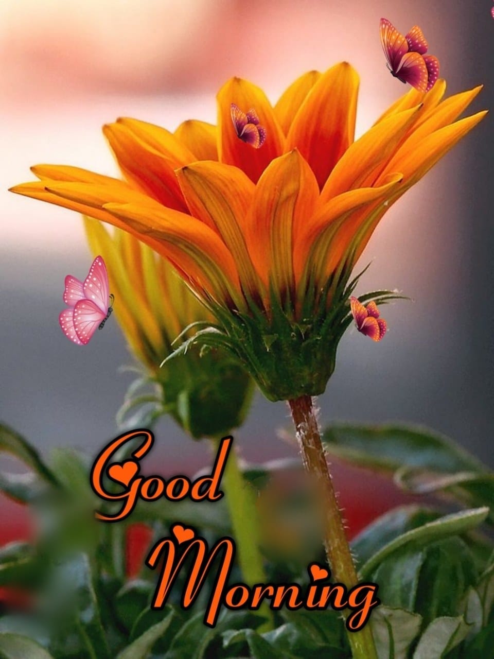 Good Morning Flowers Images In Marathi