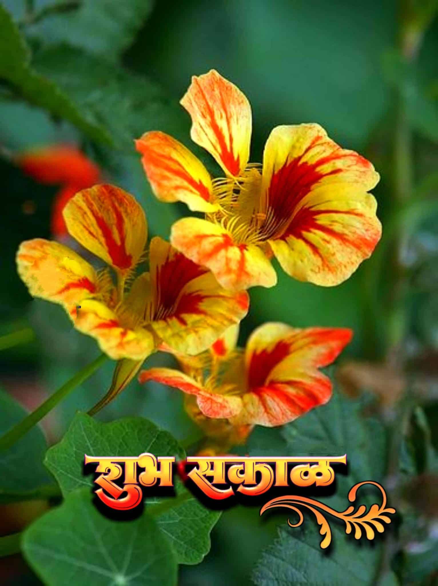 Flowers शुभ सकाळ