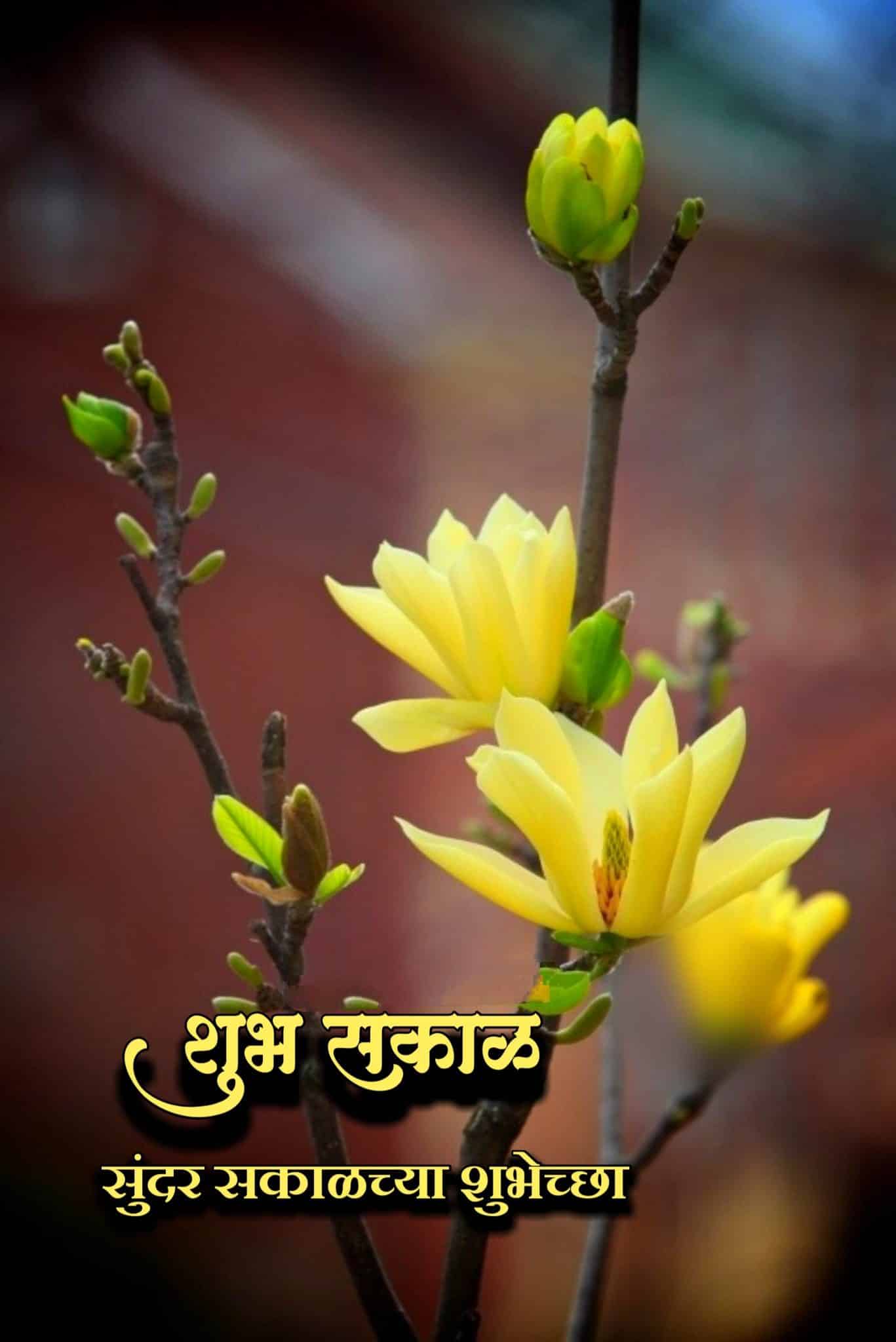 शुभ सकाळ फुले