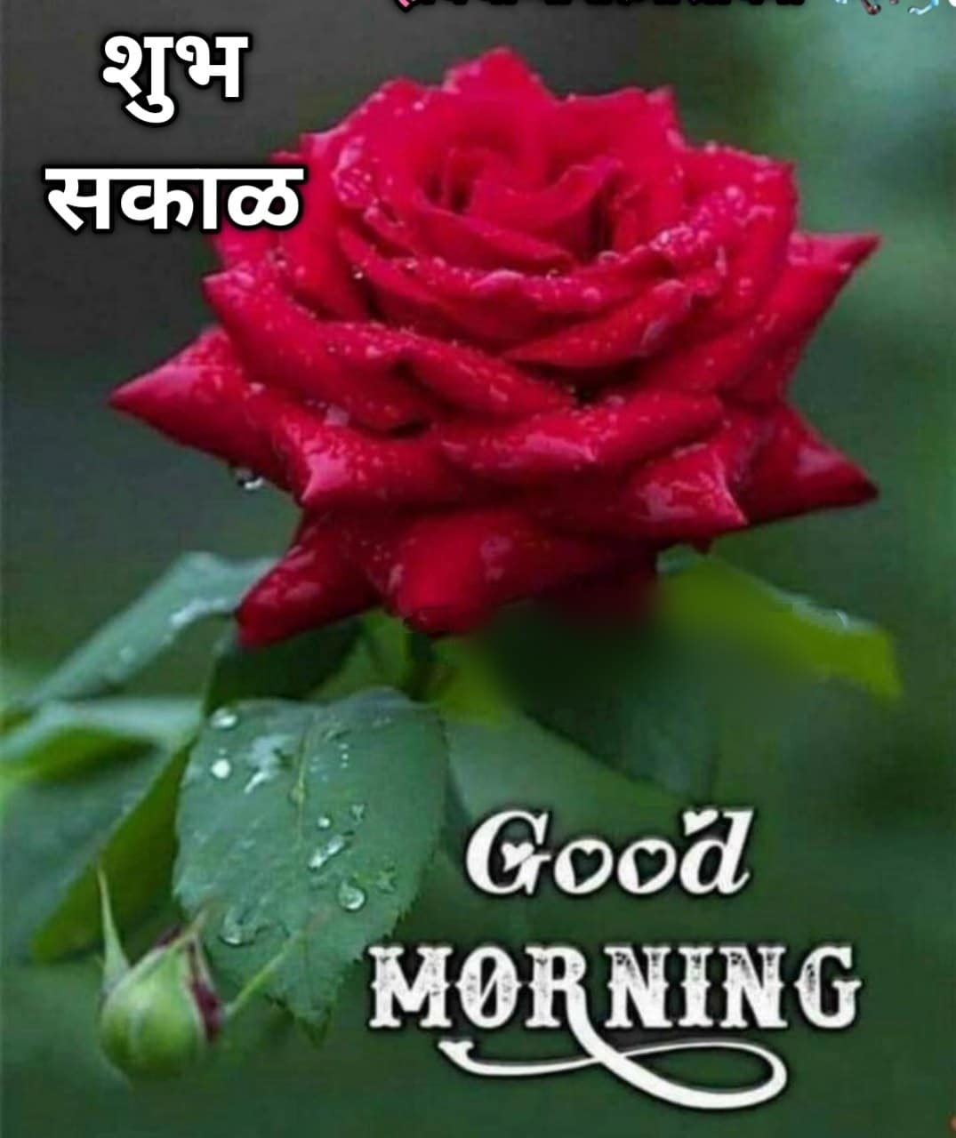 Good Morning Shubh Sakal Flower Images