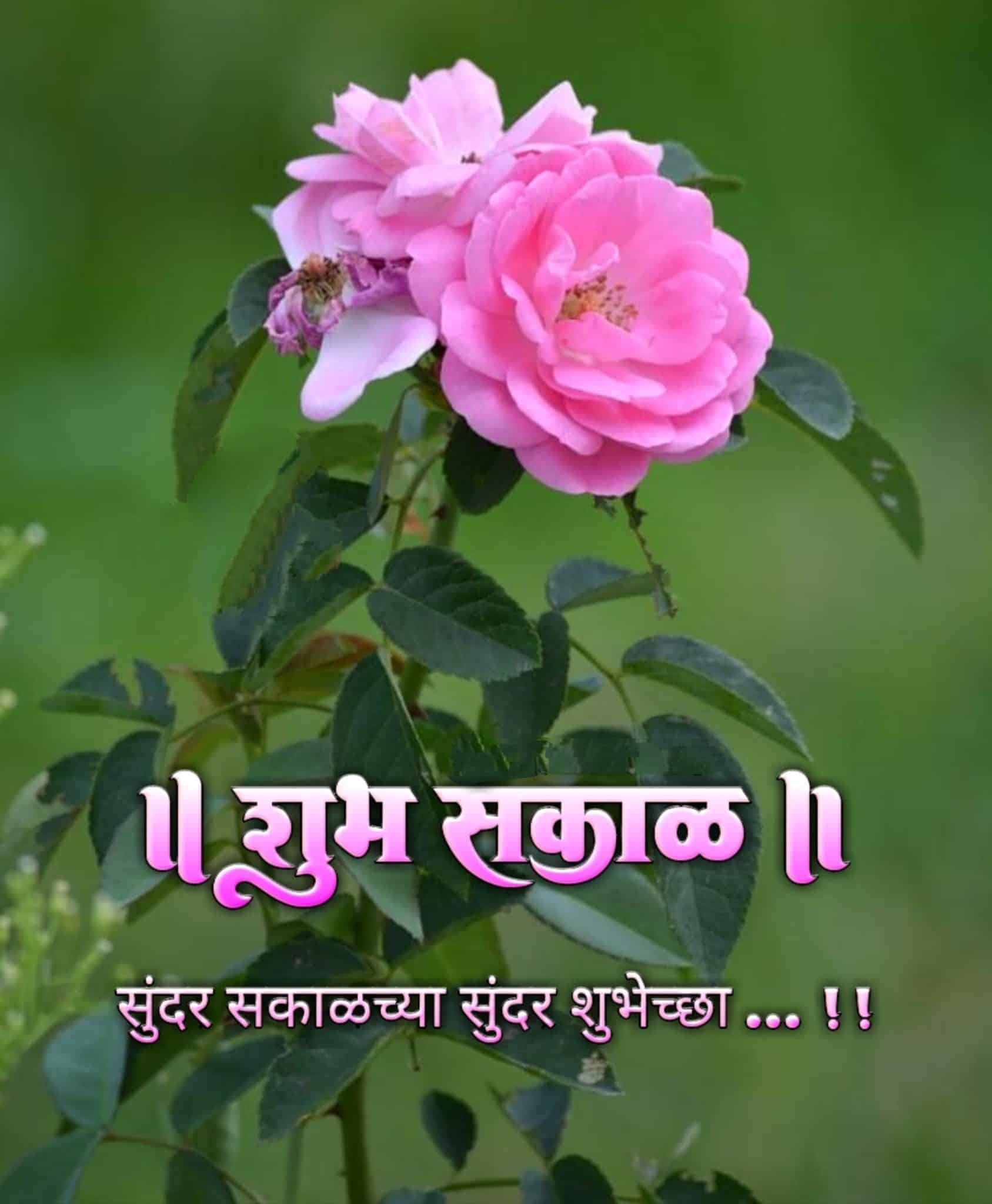 Shubh Sakal Flower Images