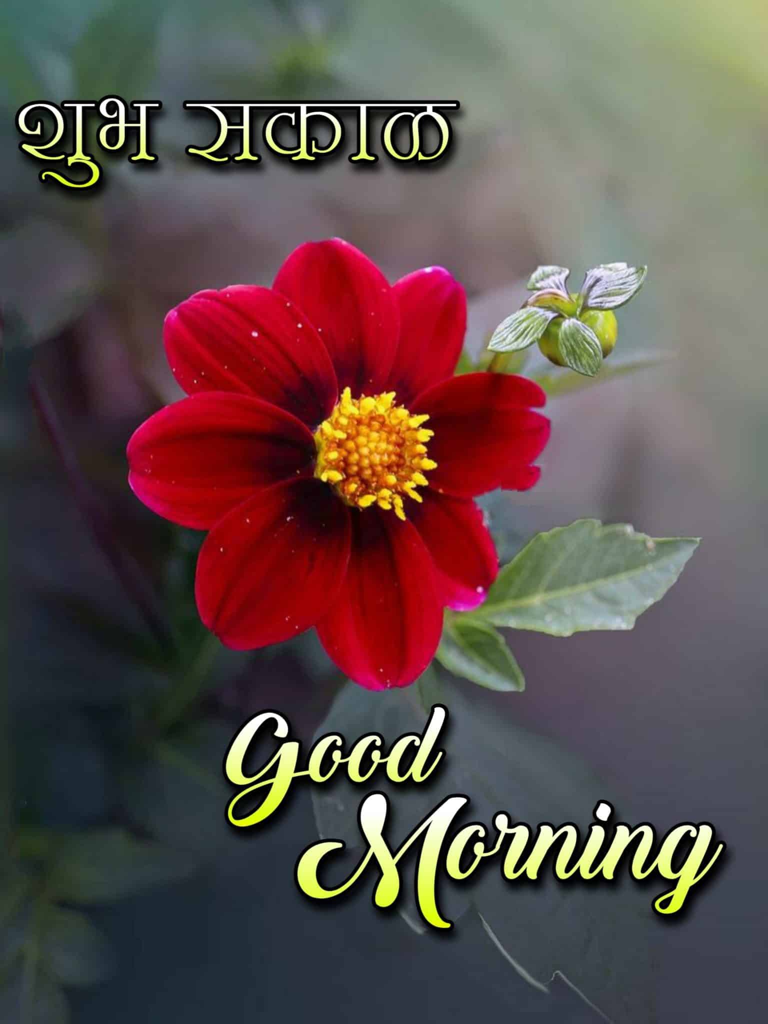 Good Morning Shubh Sakal Flower Images