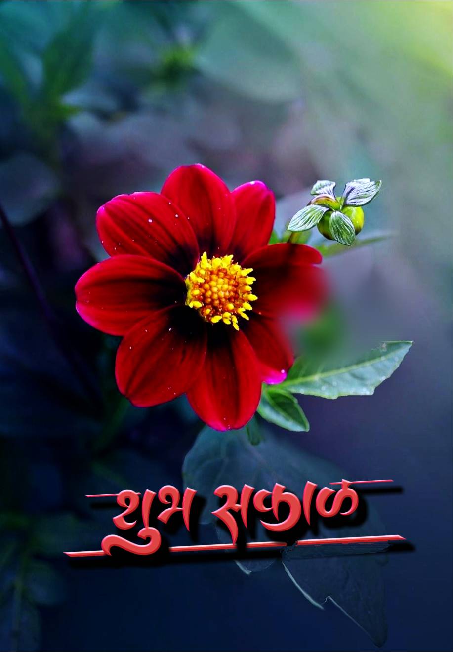 Shubh Sakal Flower Images