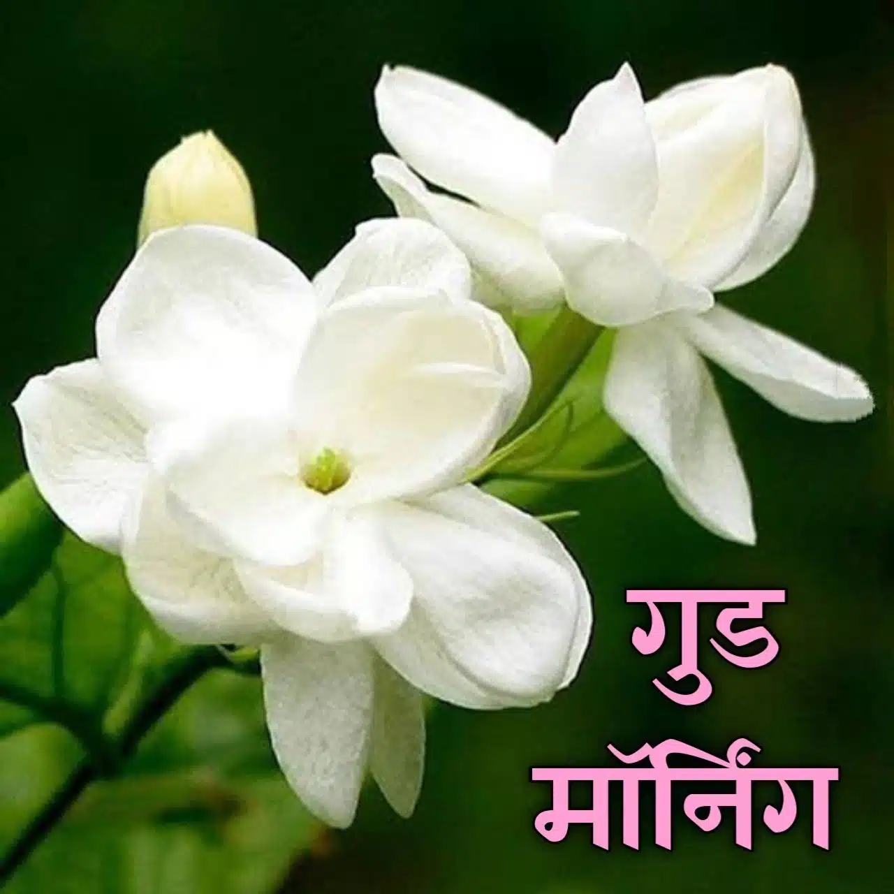 Good Morning Flowers Quotes Marathi