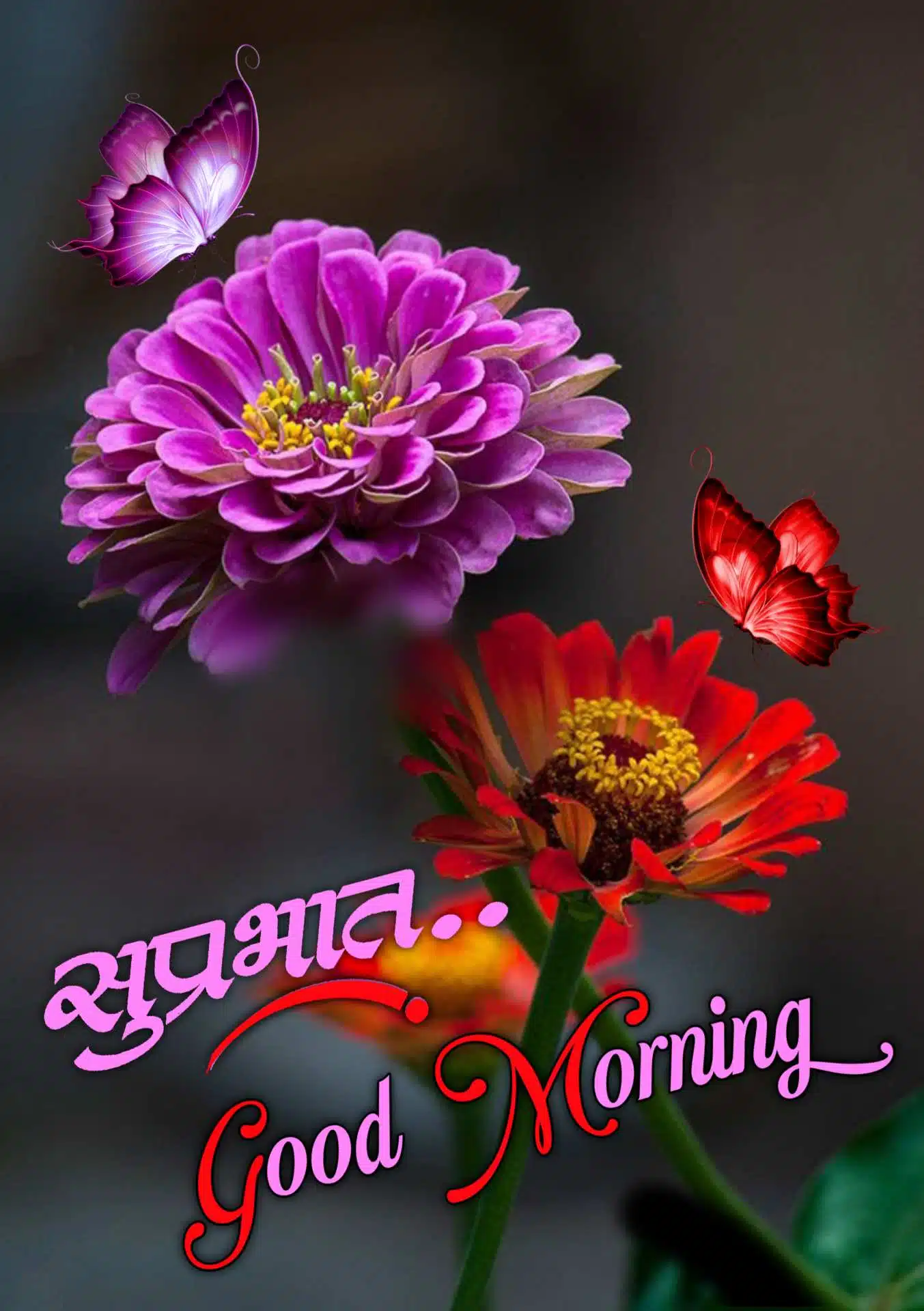 suprabhat flower images