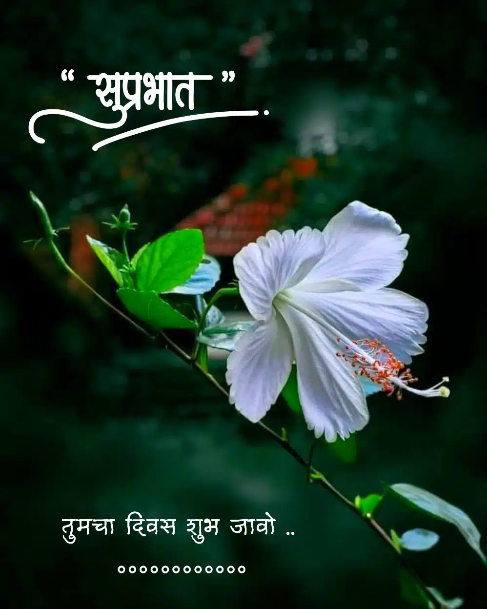 suprabhat flower images