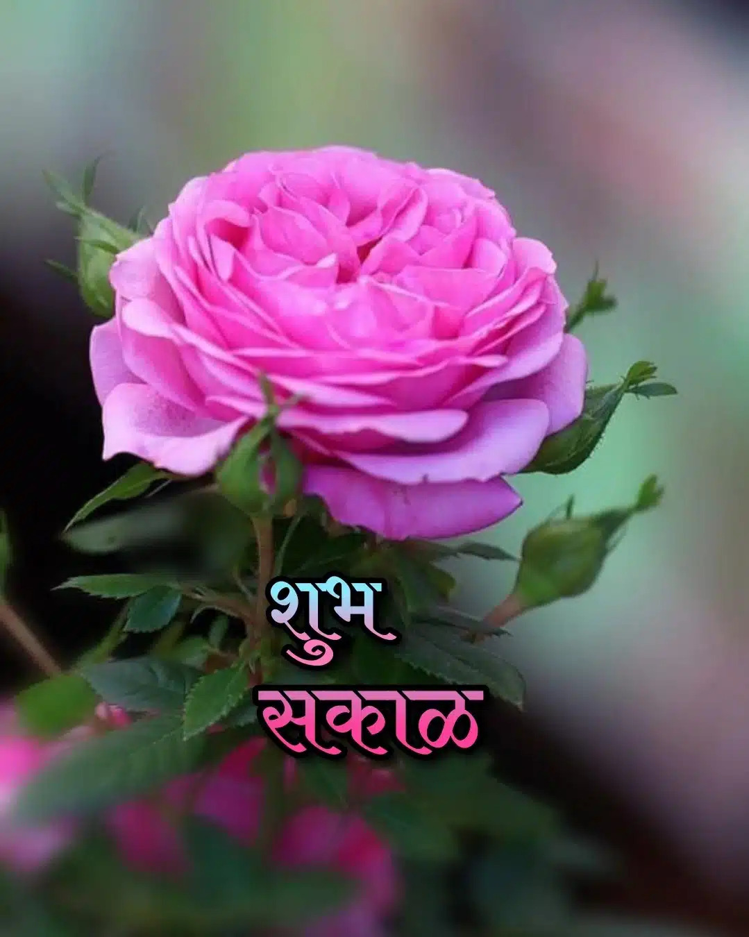 Rose Flowers शुभ सकाळ, Shubh Sakal rose