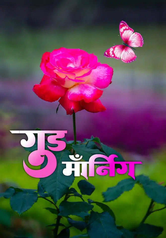Rose Good Morning Marathi