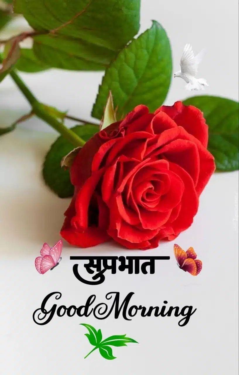 Rose Good Morning Marathi