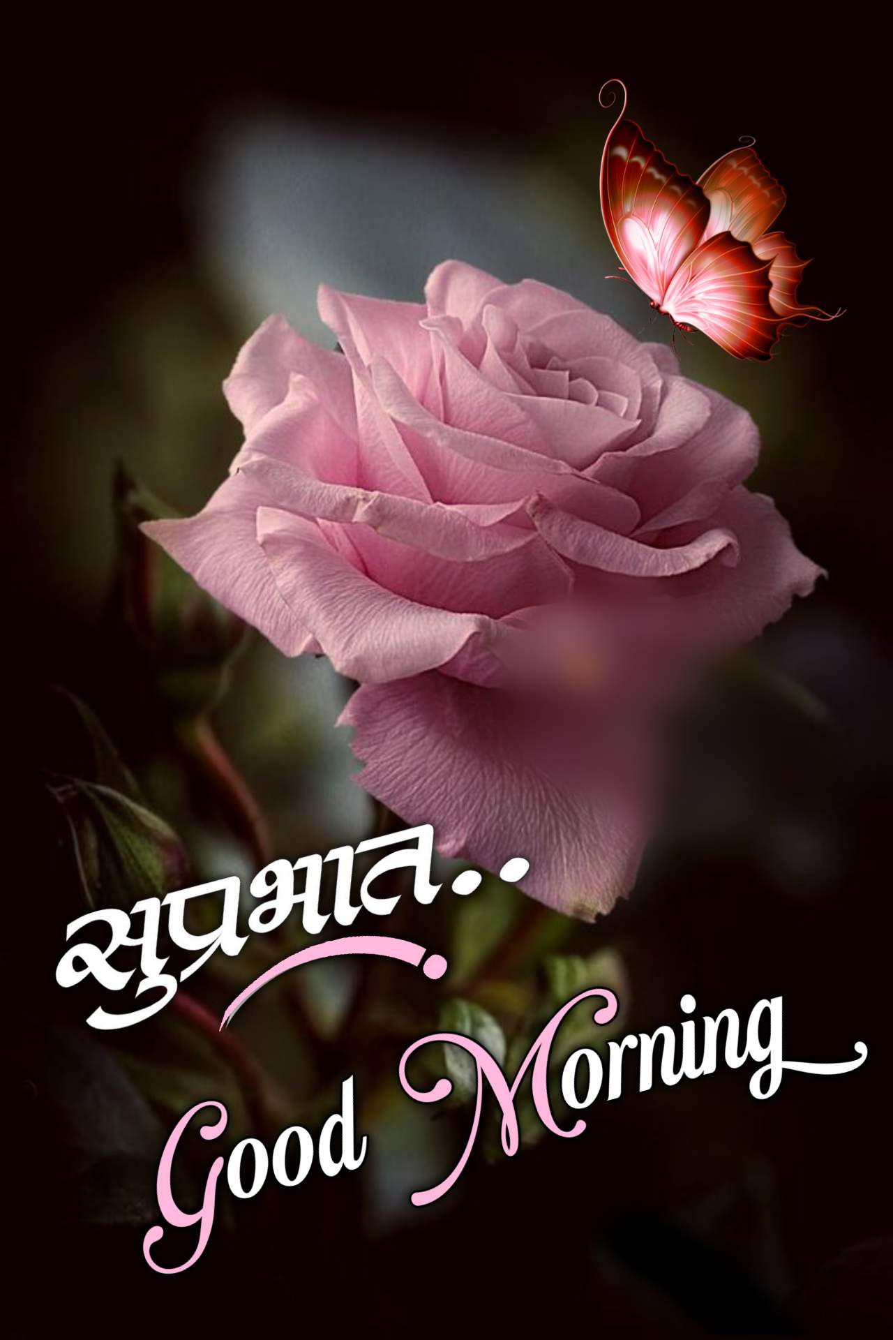 Rose Good Morning Marathi