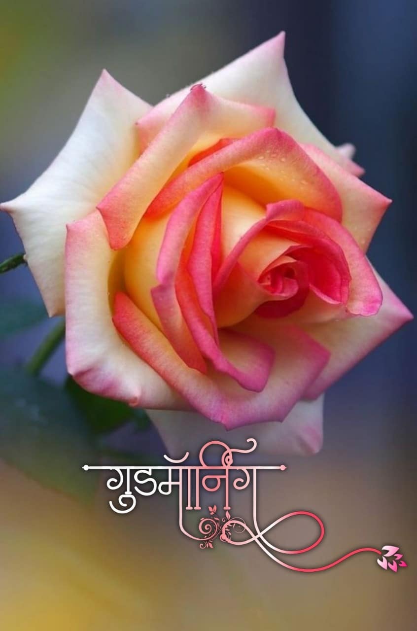 Rose Good Morning Marathi