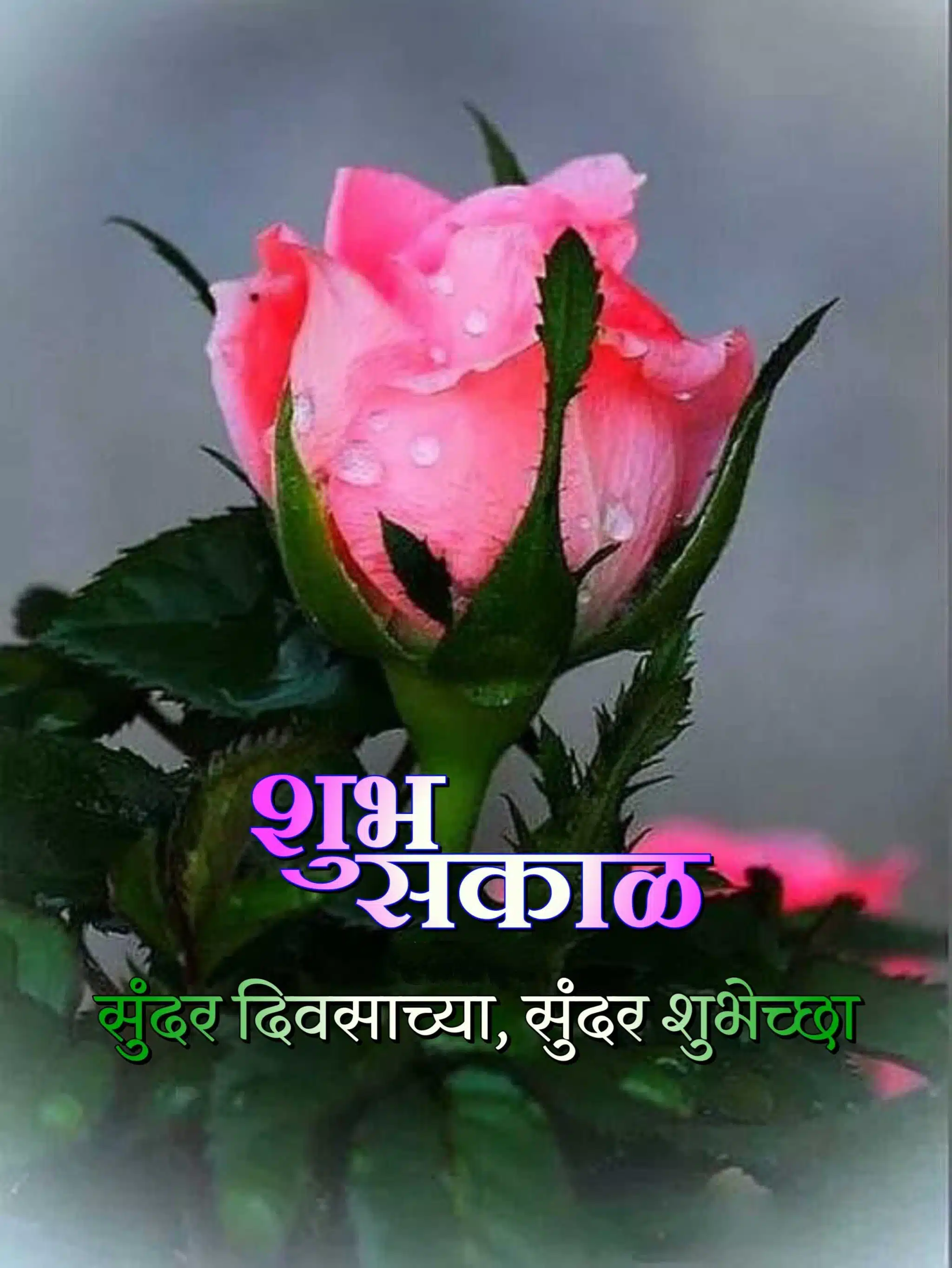 Shubh Sakal Rose Images, Shubh Sakal rose