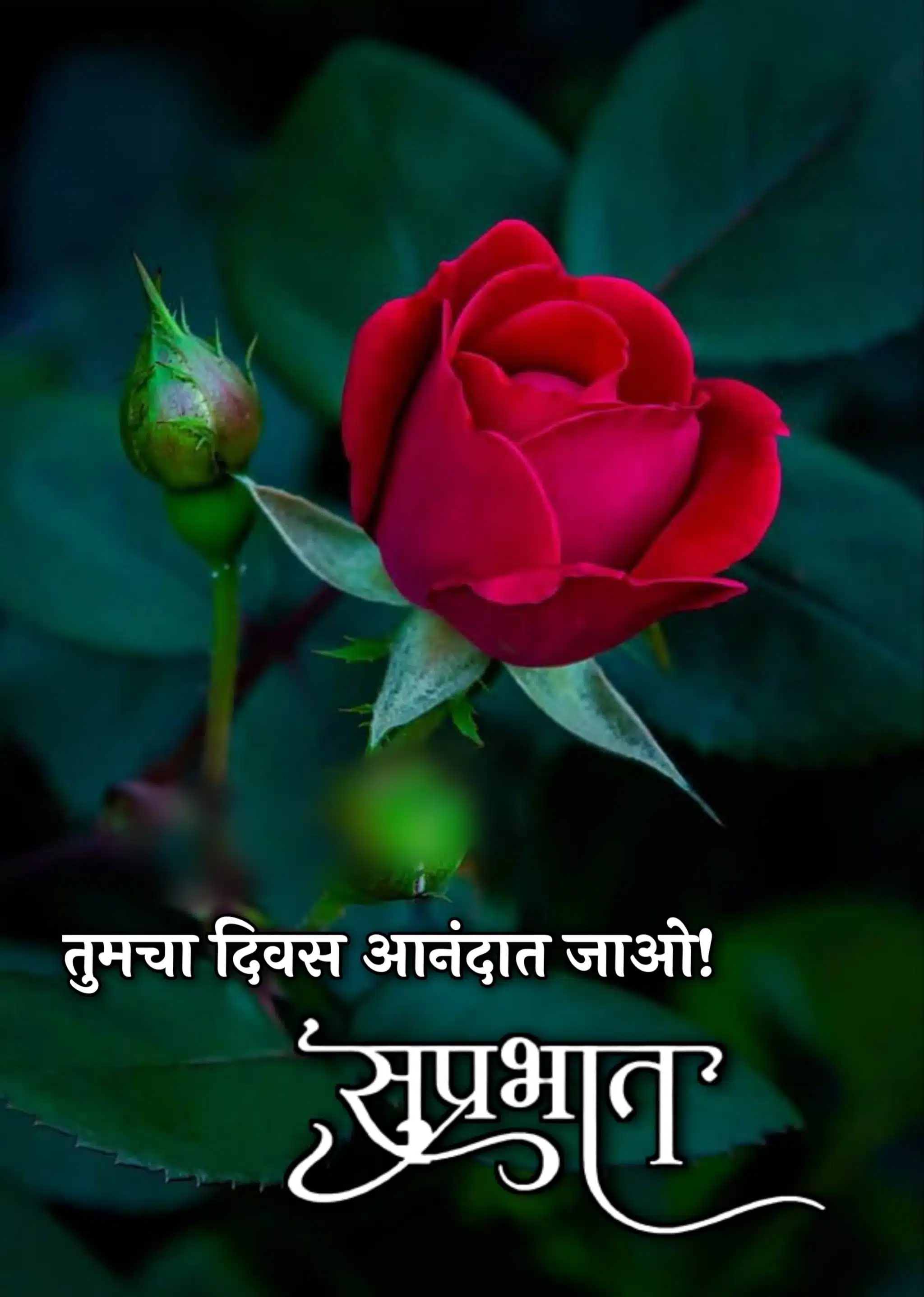 Shubh Sakal Rose Images