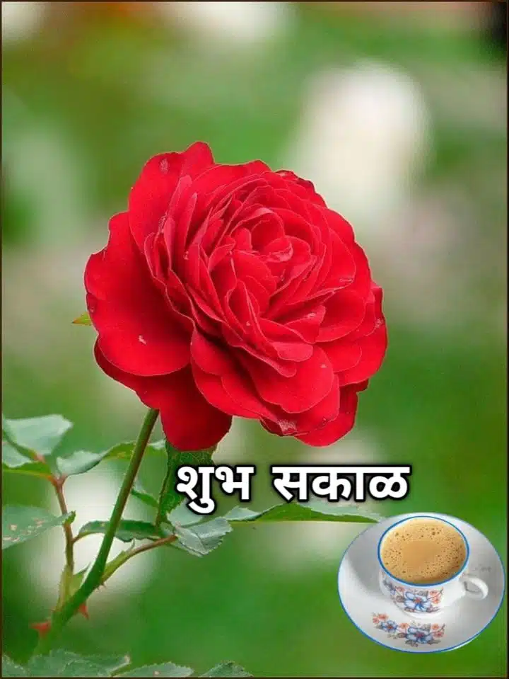Shubh Sakal Rose Images