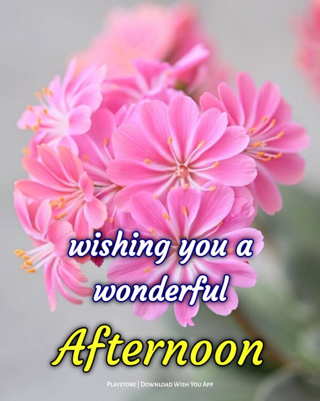 Good Afternoon Flowers Images