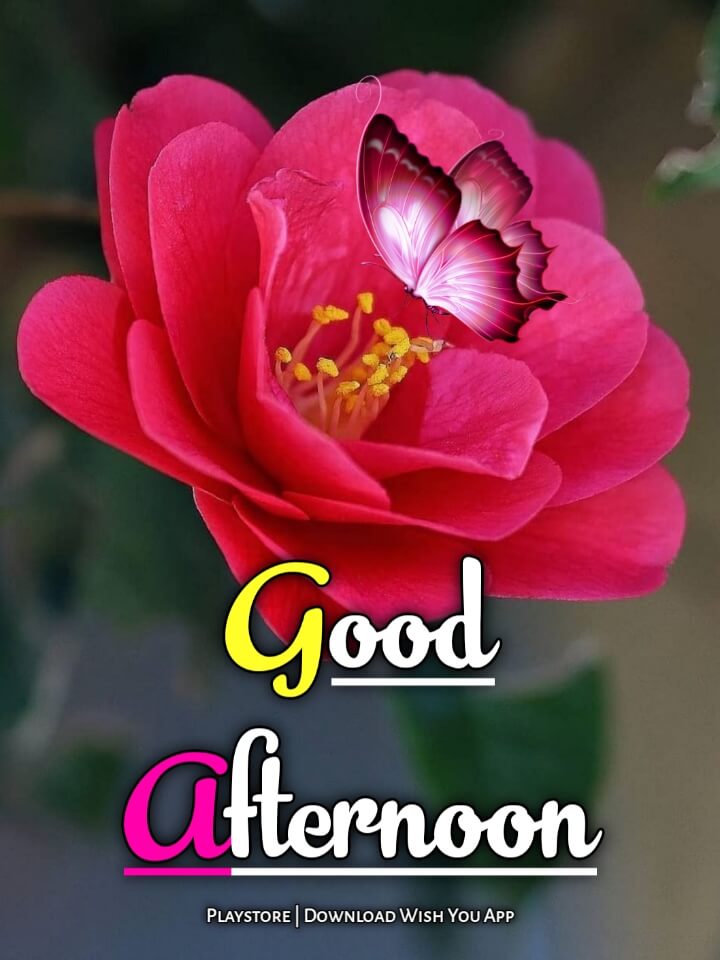 good afternoon flower images