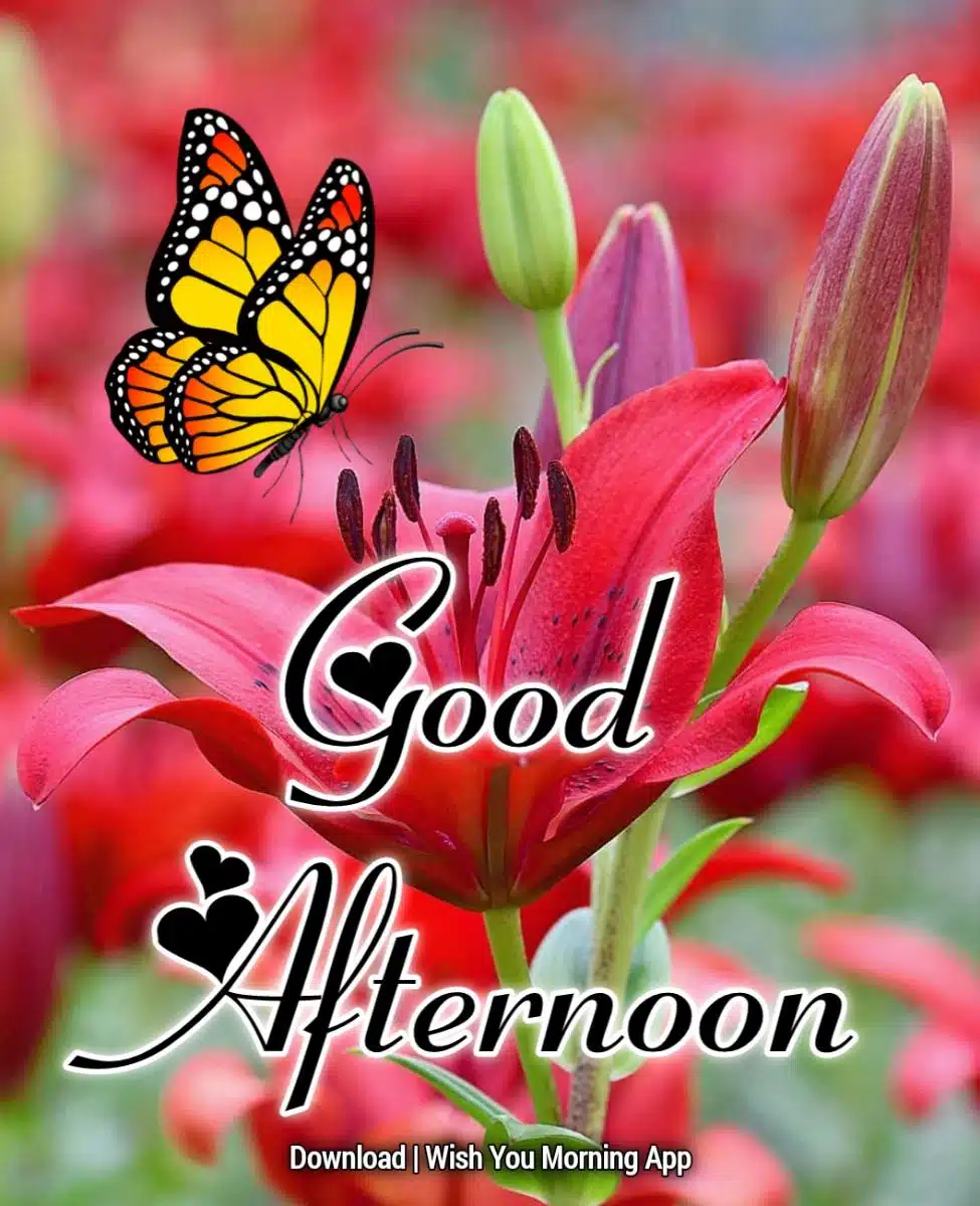 Good Afternoon Wishes In English